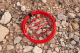IQwire Formula 10G